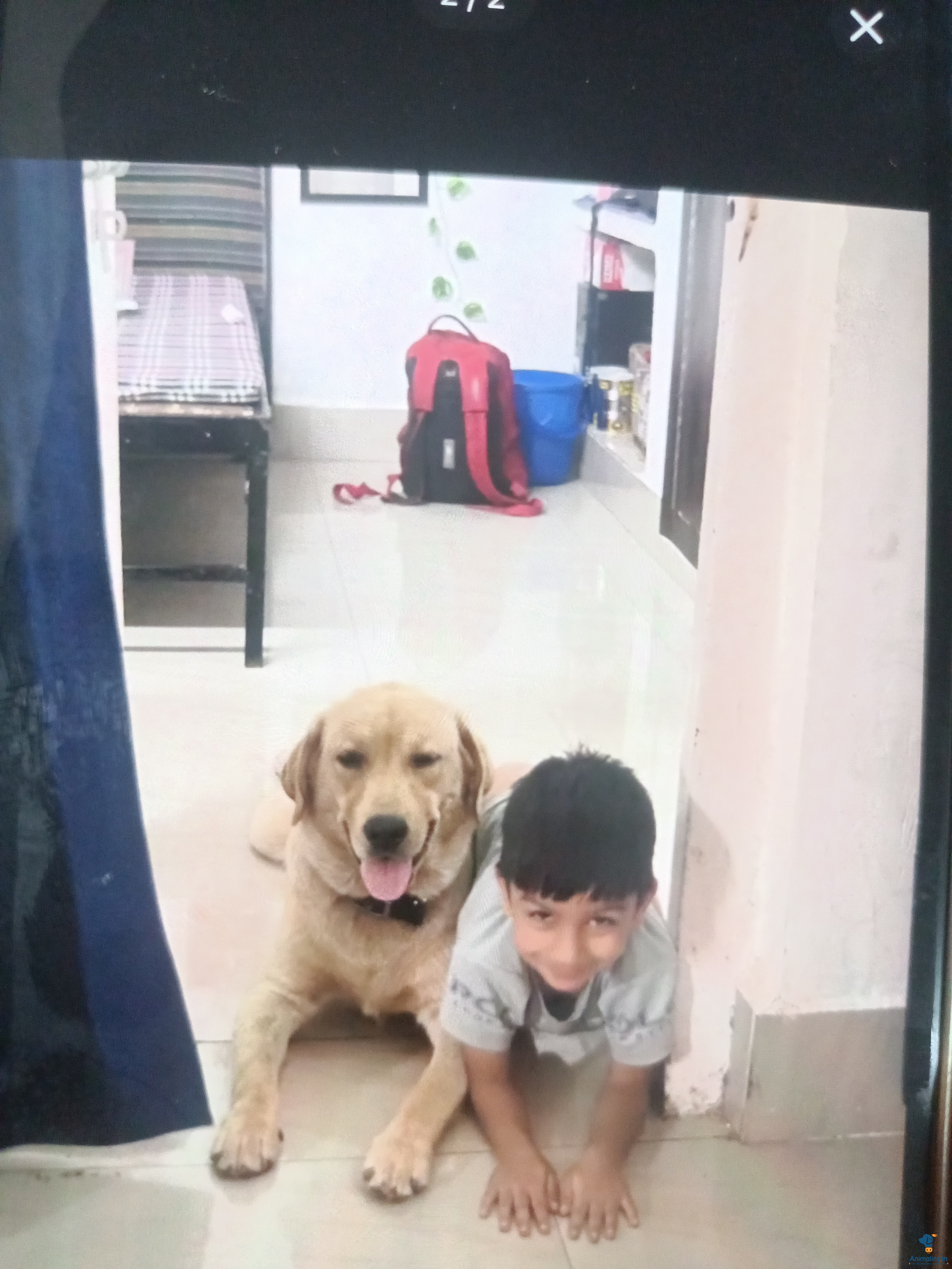 1 year old male Dog