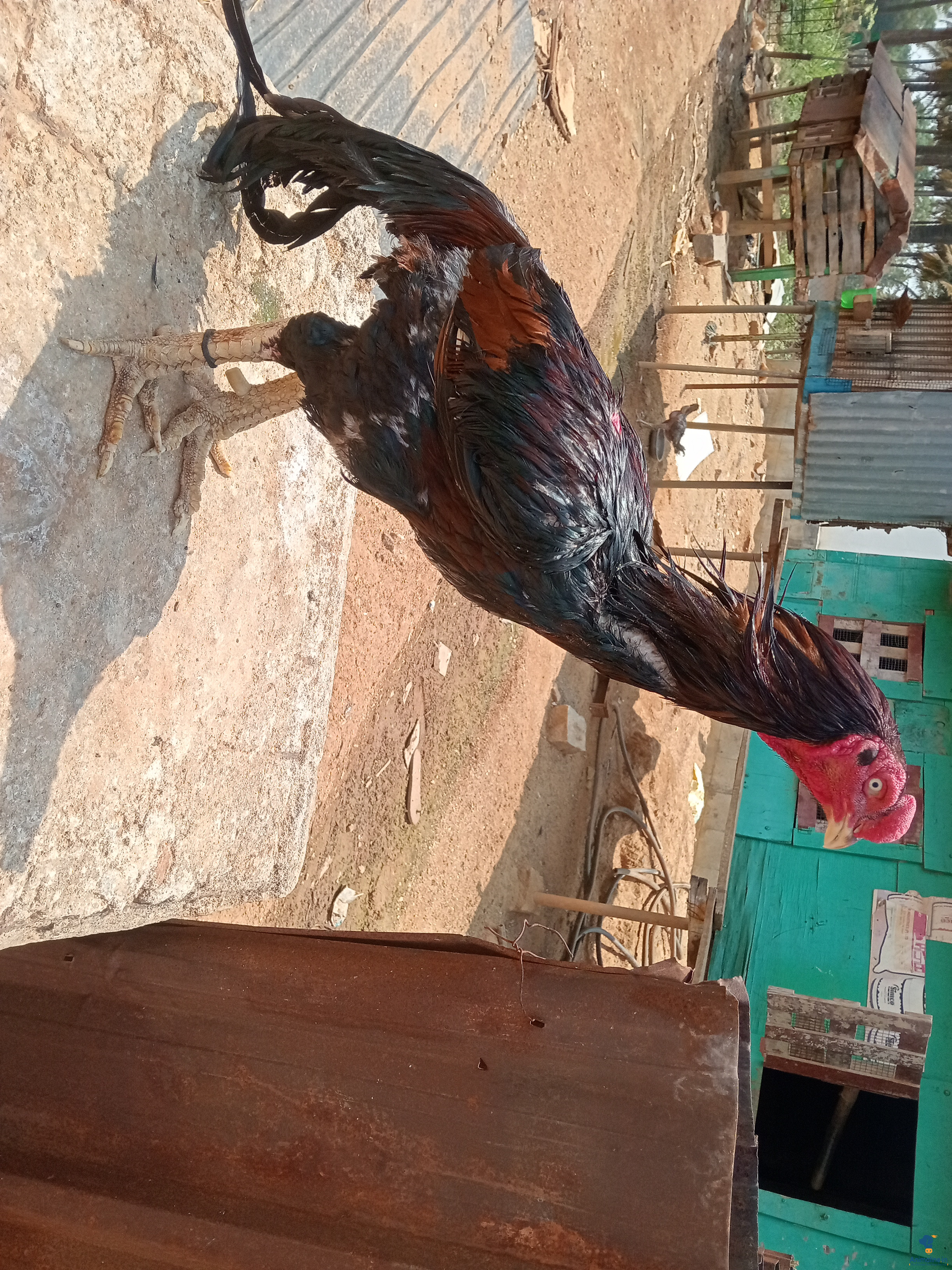 Healthy and Active Male Aseel for Sale for breading 