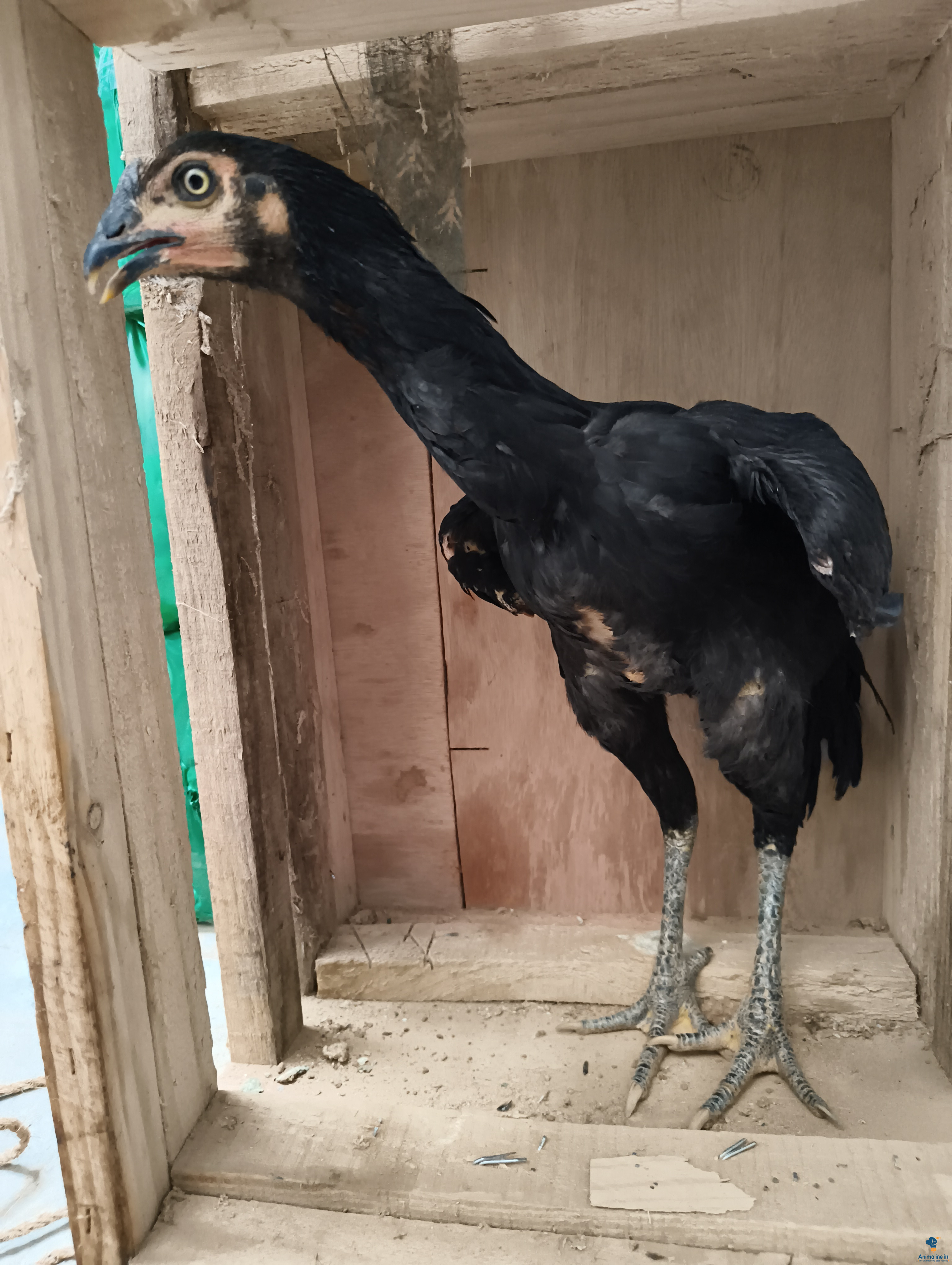 Healthy and Active Female Aseel for Sale