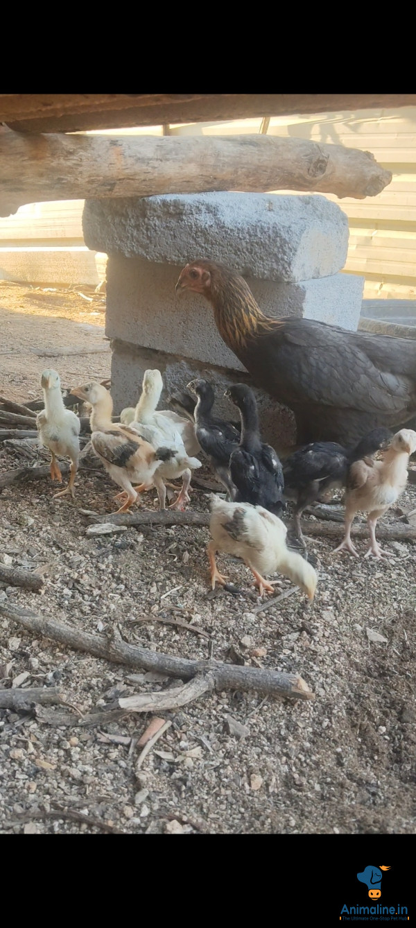 2 months chiks