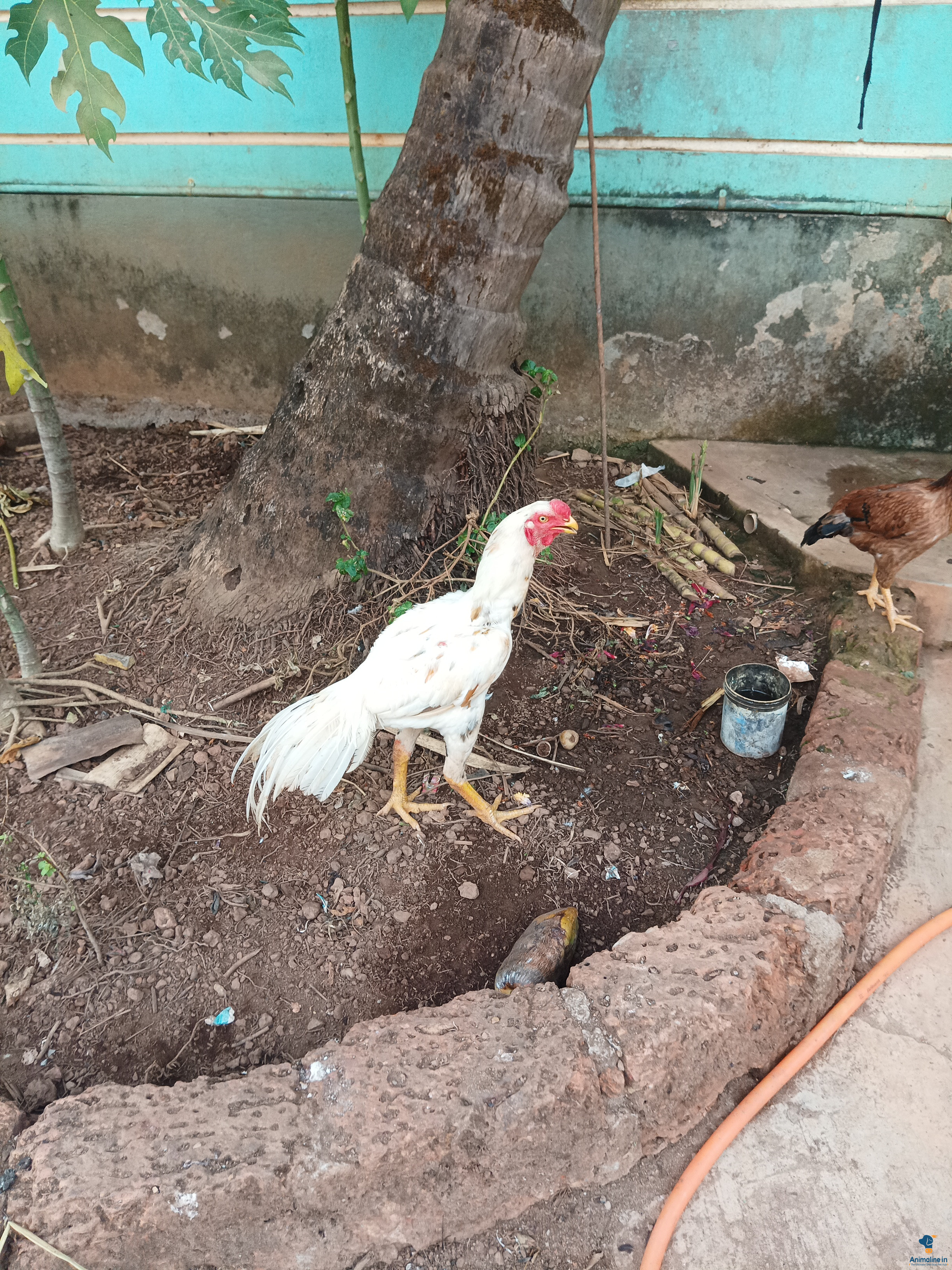 ಮಾರಾಟಕ್ಕಿದೆ ಆರೋಗ್ಯಕರ ಪುರುಷ Aseel