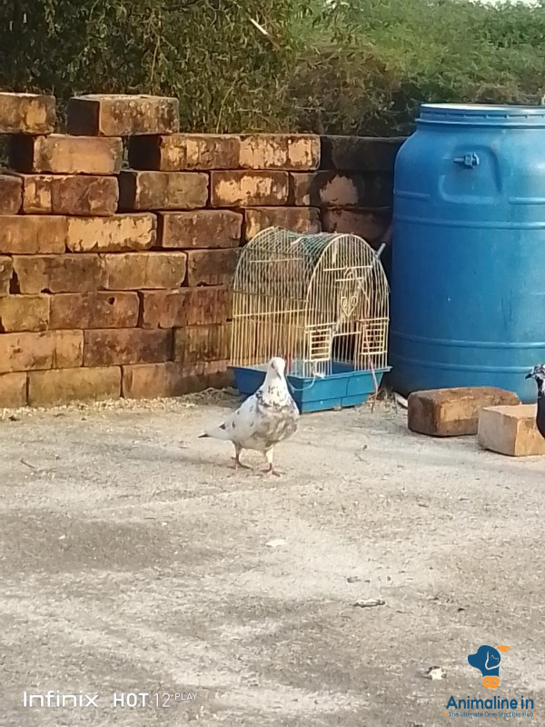 1 year old pigeon 