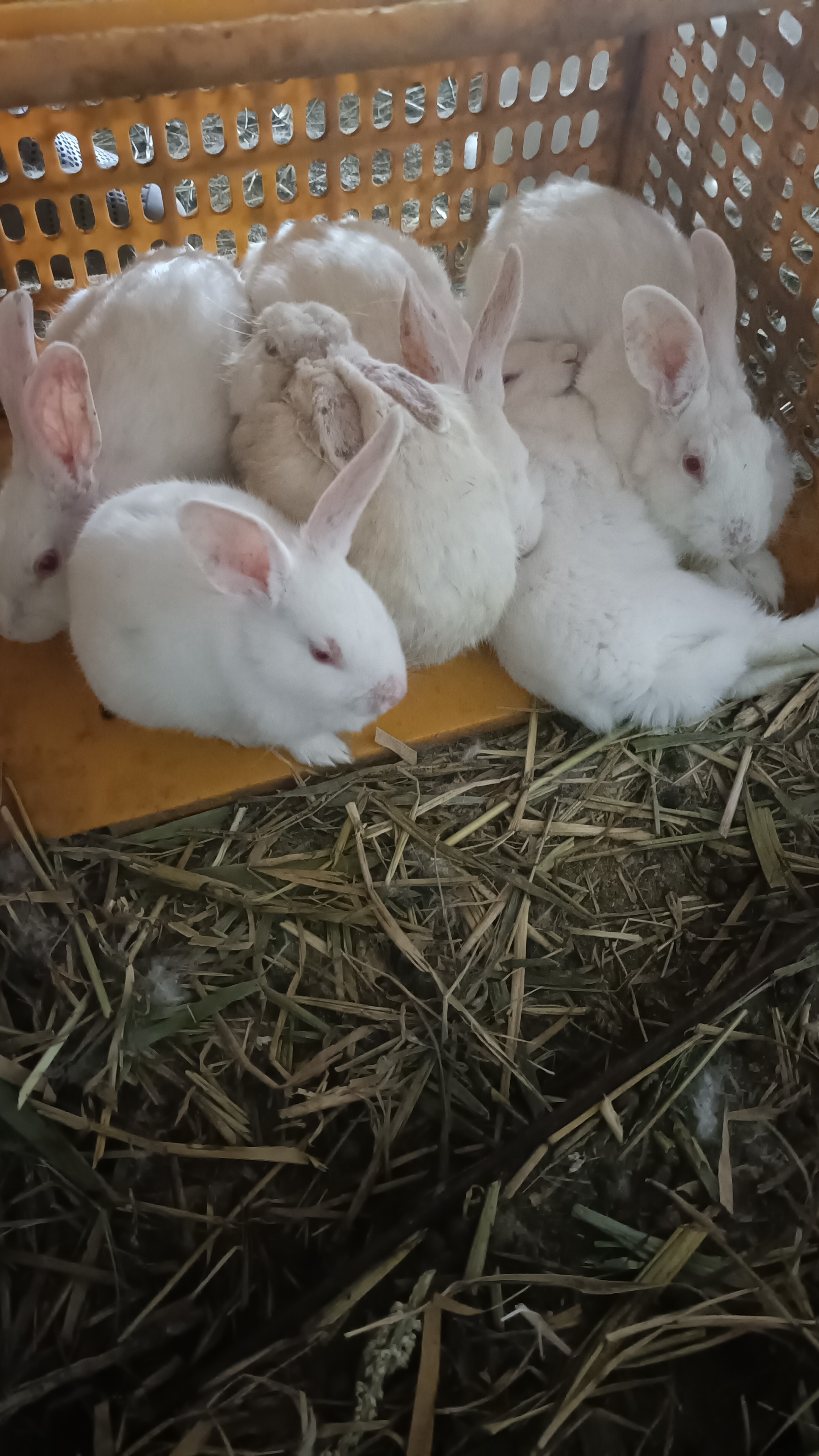 Himalayan white Rabbit