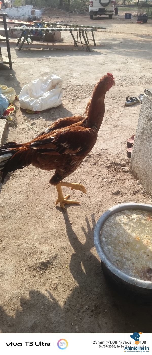 ಒಂದು ವರ್ಷ 