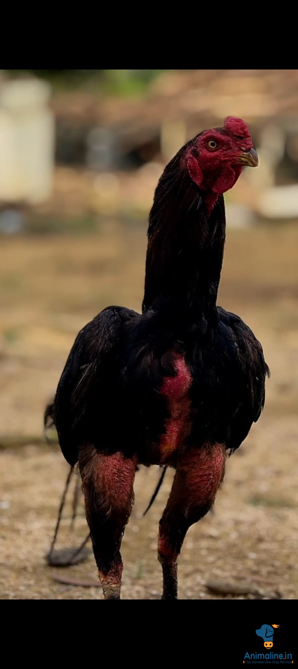 2 years old male fighter cock