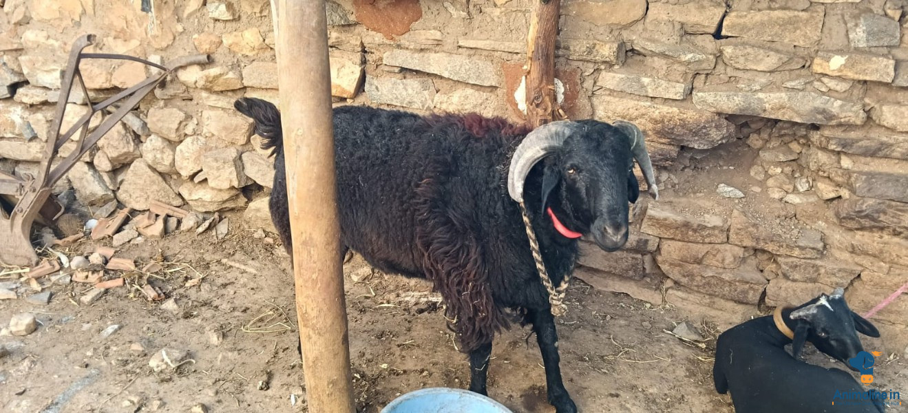 ಪ್ರೀಮಿಯಂ Bandur Sheep Sheep {}