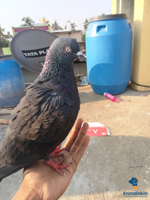 Healthy and Active Female  for Sale