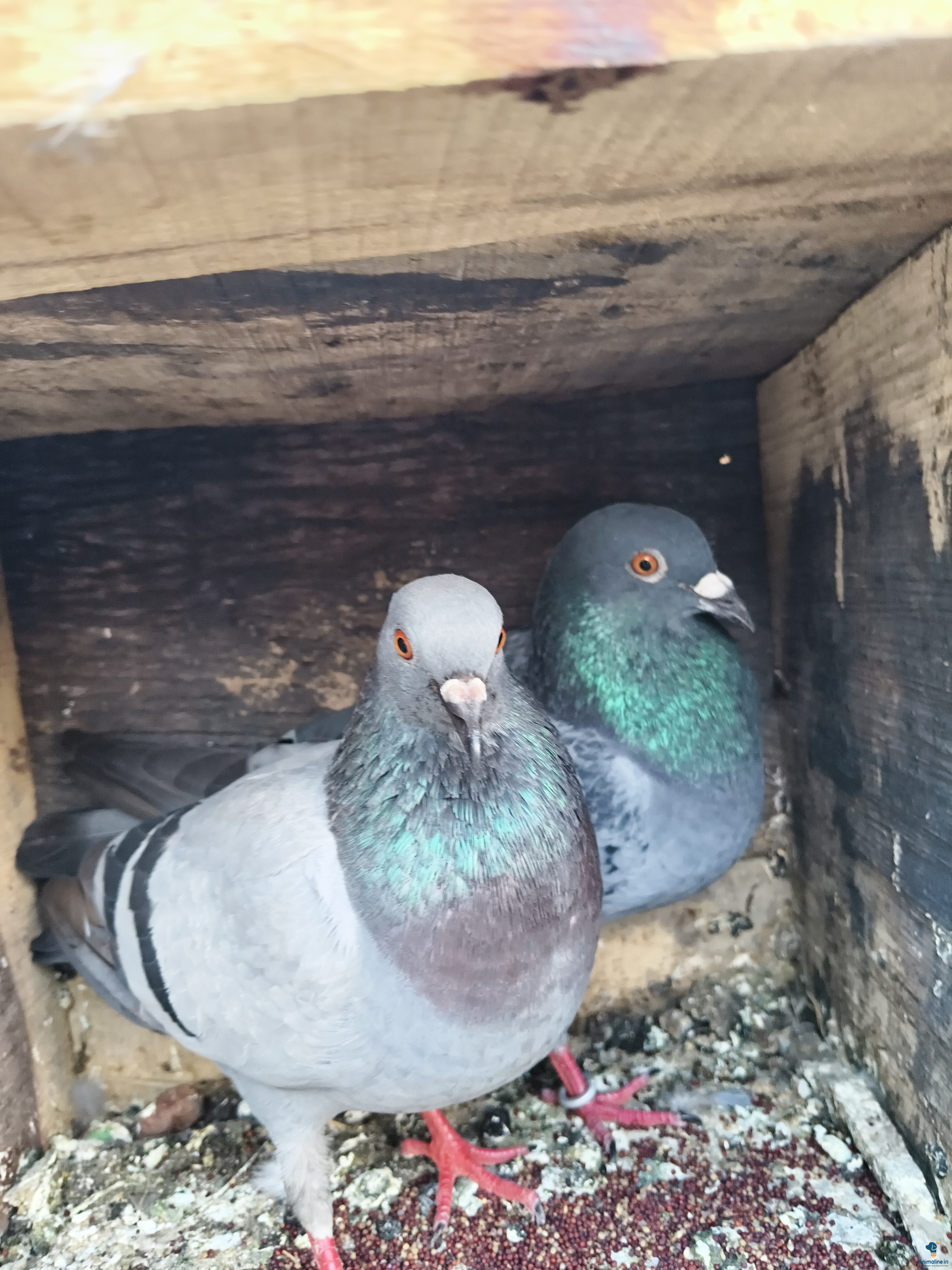 ಪ್ರೀಮಿಯಂ  Bird {}