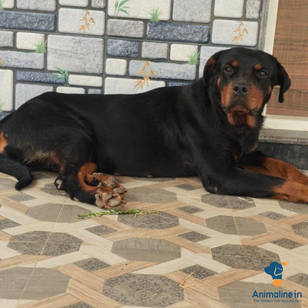 Premium Rottweiler Dog for Adoption