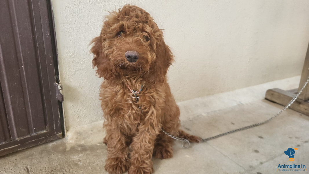 Cocapoo 6months old male pup