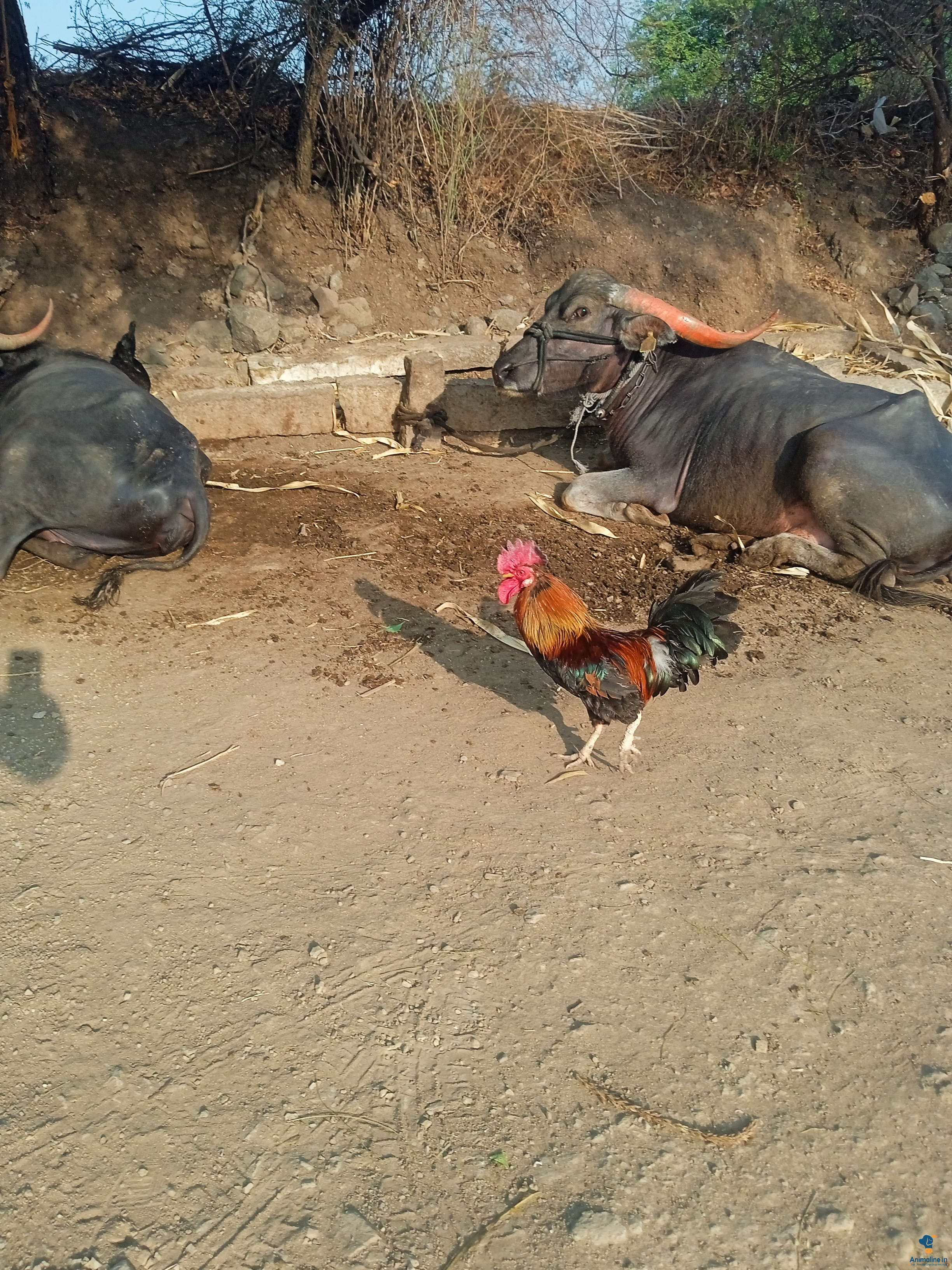 ನಾನು ಇಗ ಎರಡು ವರ್ಷದ ಪುಷ 
