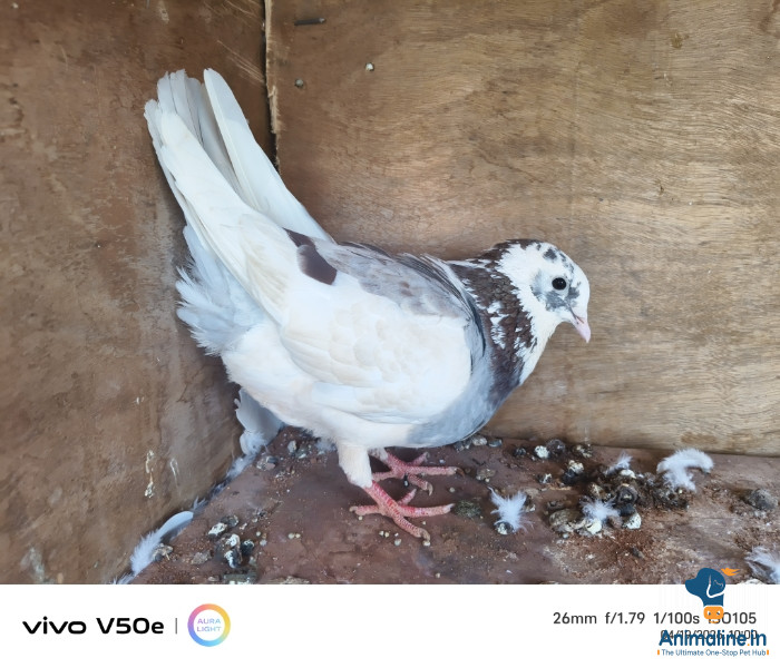 Premium  Bird for Adoption