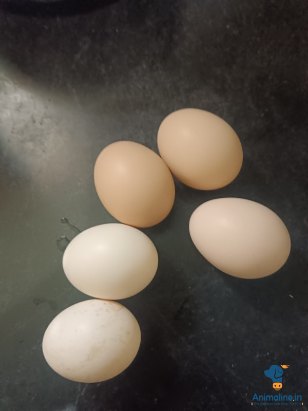 ಪ್ರೀಮಿಯಂ  Eggs {}