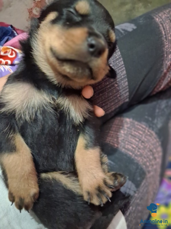 Healthy and Active Male&Females Rottweiler for Sale