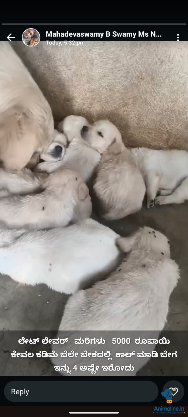 Premium Golden Retriever Dog for Adoption