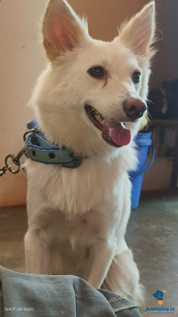 Pomeranian female adult healthy dog