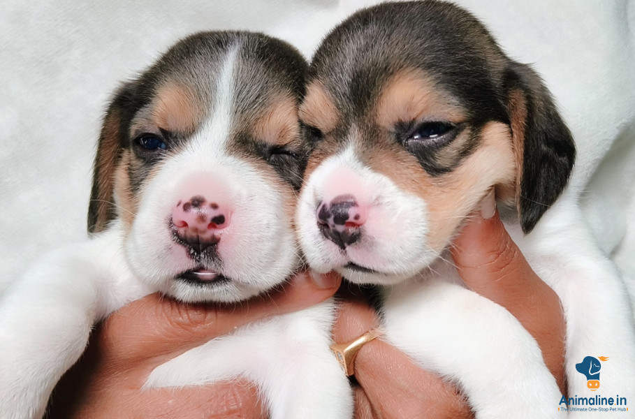 If anyone required contact puppy are purely good no errors. 