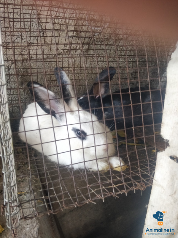 Rabbit black white 