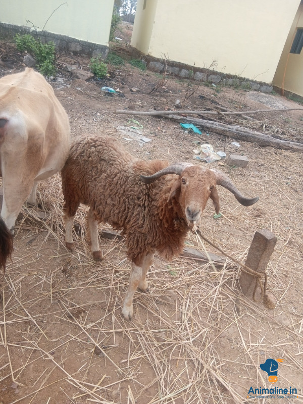 Healthy and Active Male Hassan Sheep for Sale