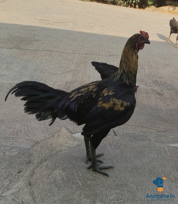 Healthy and Active Male Aseel for Sale