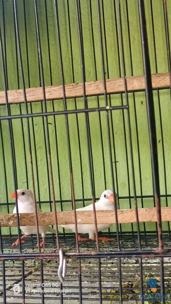 Premium  Bird for Adoption