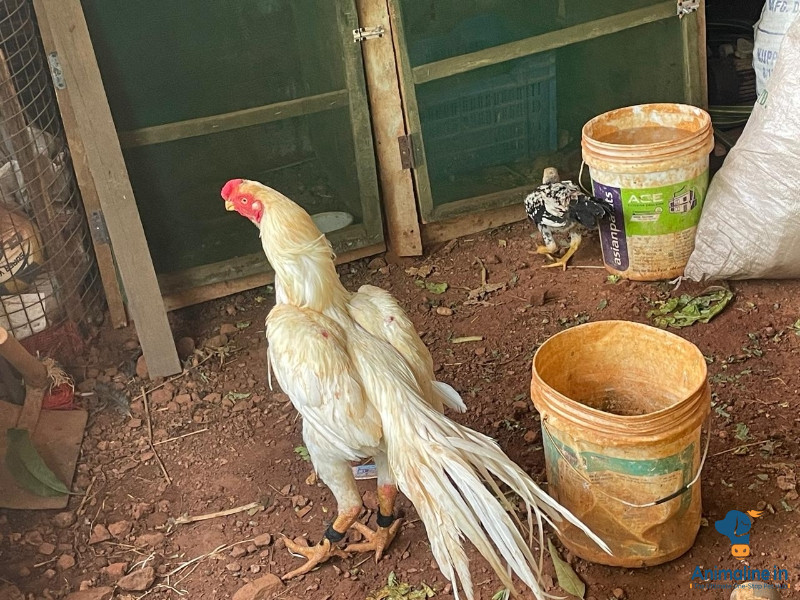 2 years old male cock