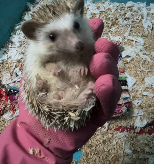 Pigmy African Hedgehog