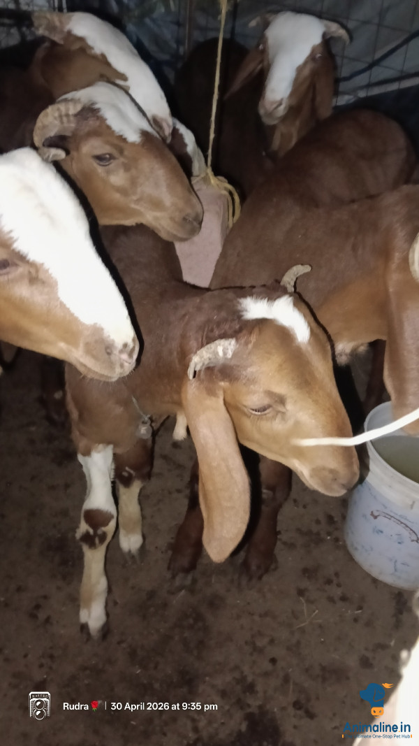 4ತಿಂಗಳು ಮರಿಗಳು 