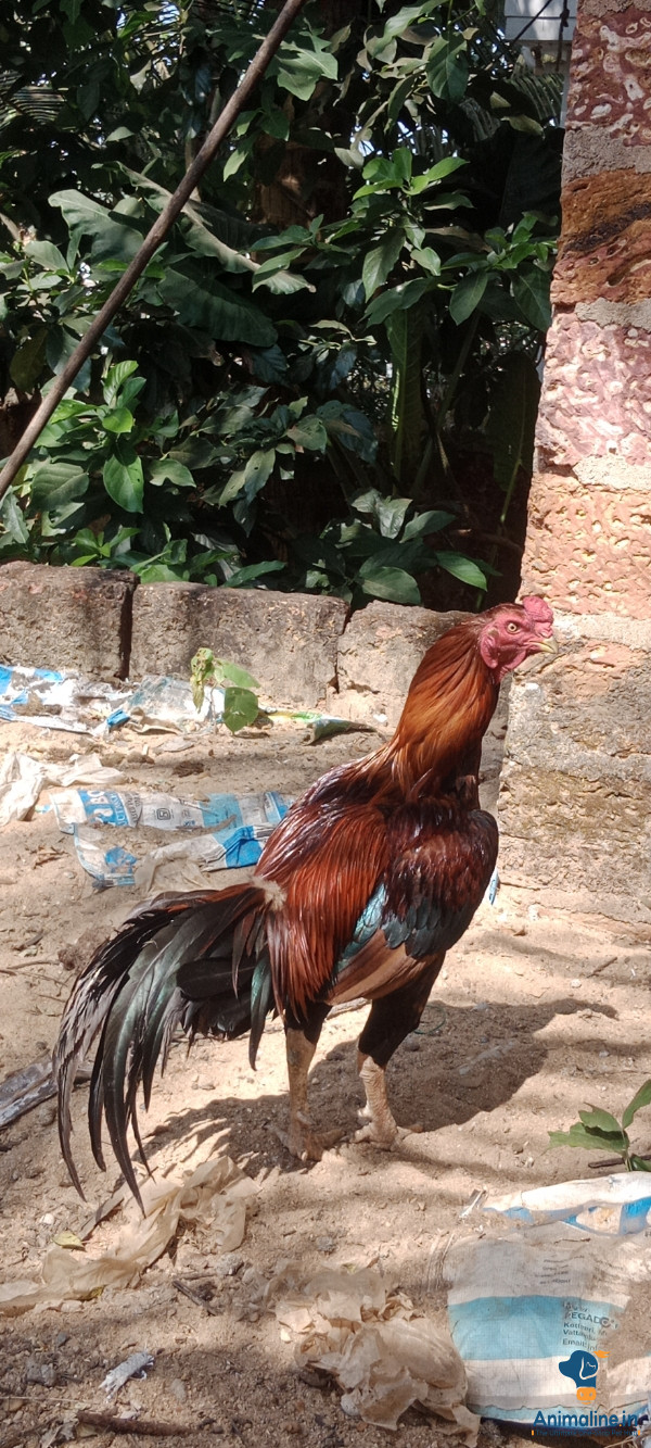 Erode hen Good fighter