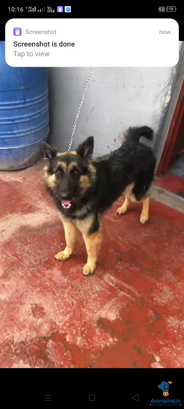 Premium German Shepherd Dog Dog for Adoption