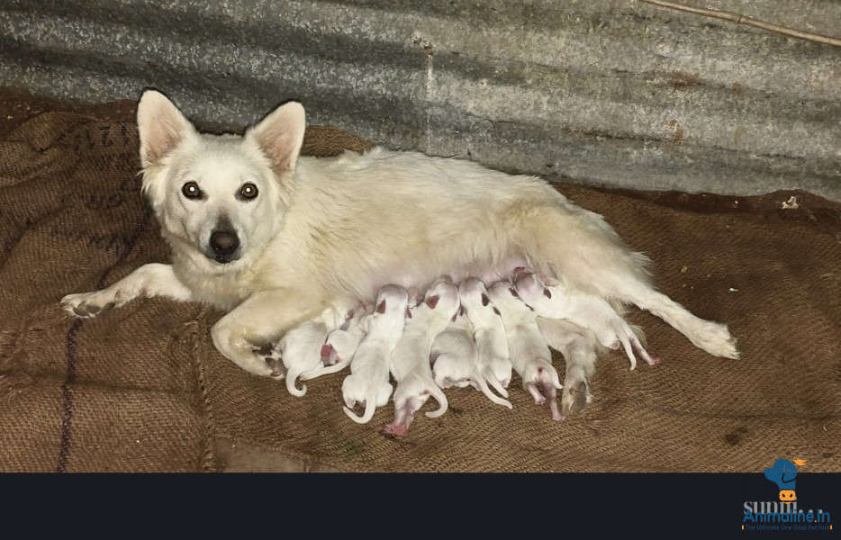 Healthy and Active Female Pomeranian for Sale