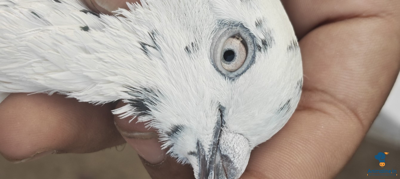Quality male Chini pigeon 