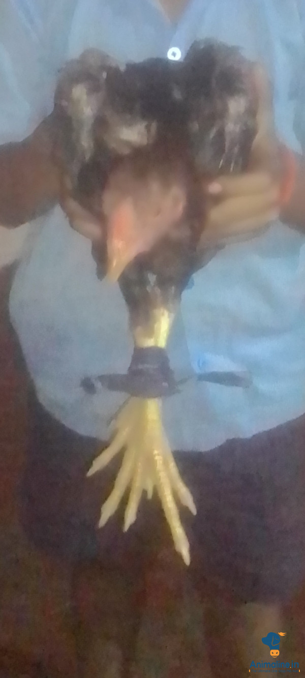 King of ragataa