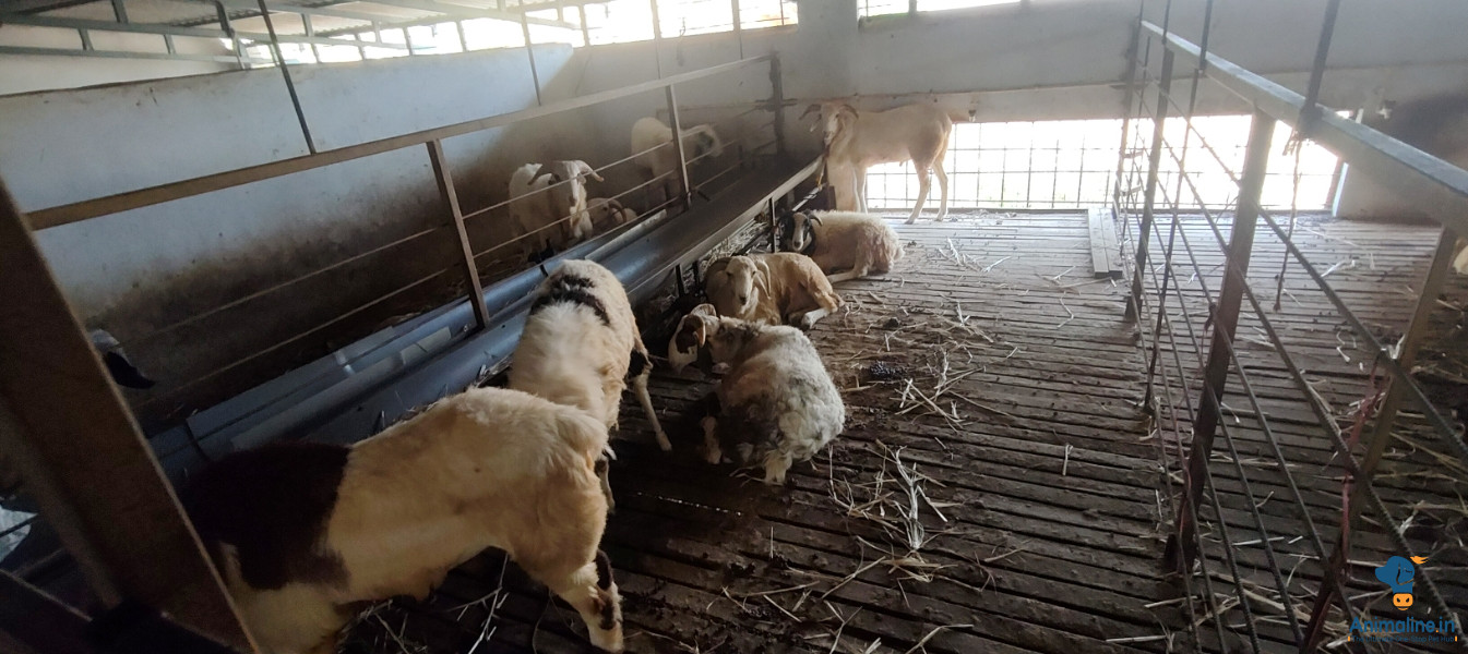 ಪ್ರೀಮಿಯಂ Others Sheep {}
