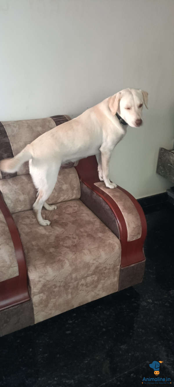 1 year 3 months dog