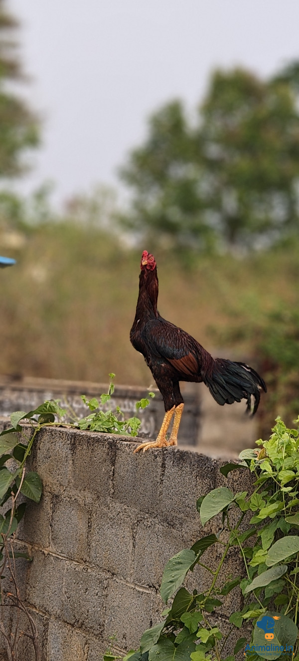 Healthy and Active Male Aseel for Sale