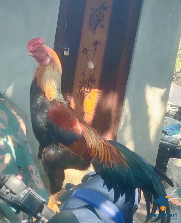 Healthy and Active Male Aseel for Sale