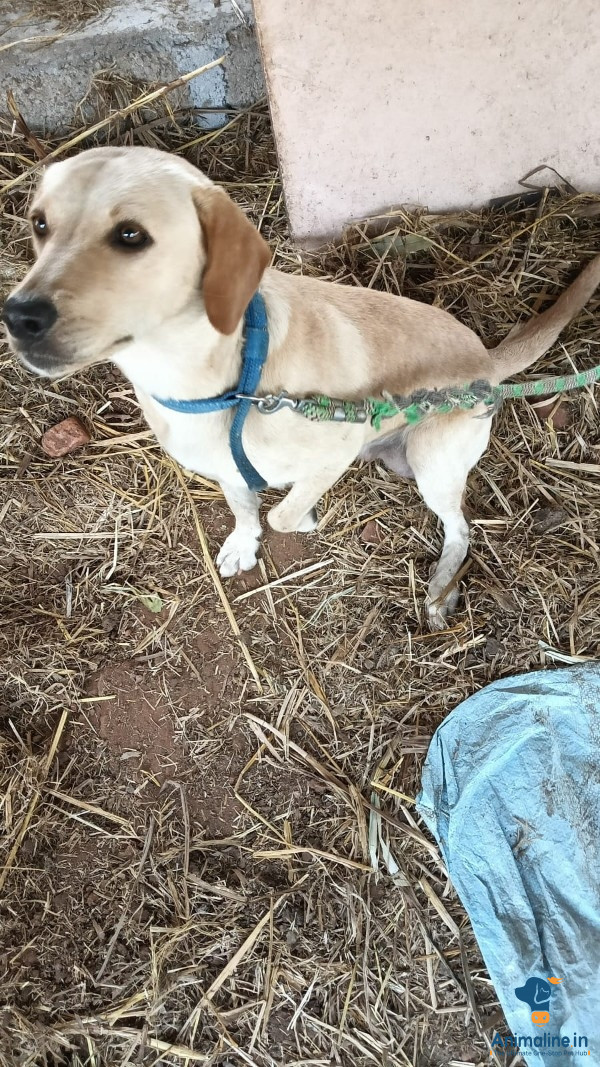 1year female dog