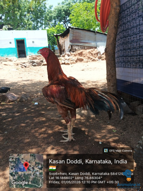 1 ವರ್ಷದ ಕೆಂಪು ಹುಂಜ 
