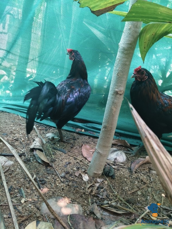 1 year  pair 2 hen