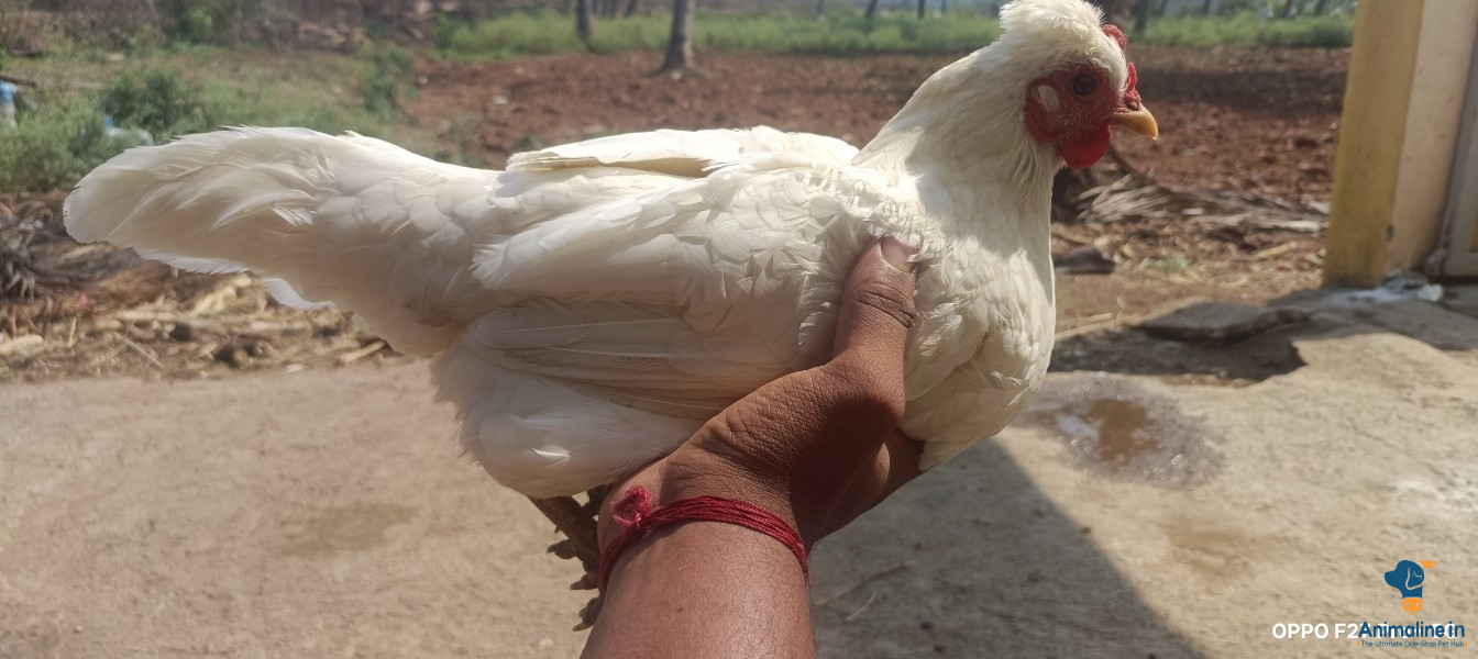 1ವರ್ಷದ ನಾಟಿ ಕೋಳಿ 