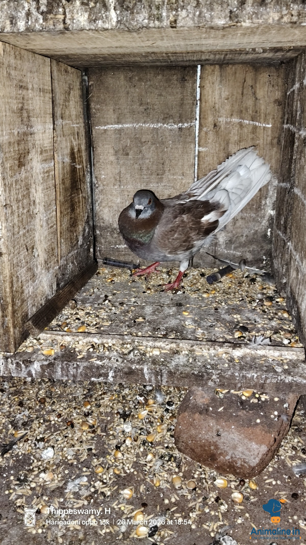 I year male bird