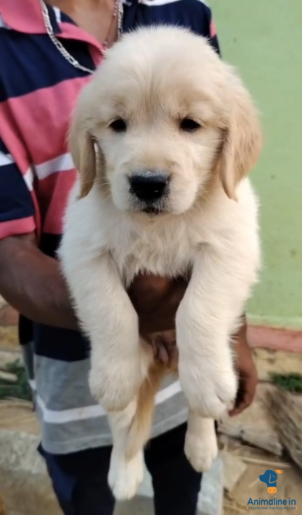 Beautiful quality golden retriever female puppys 