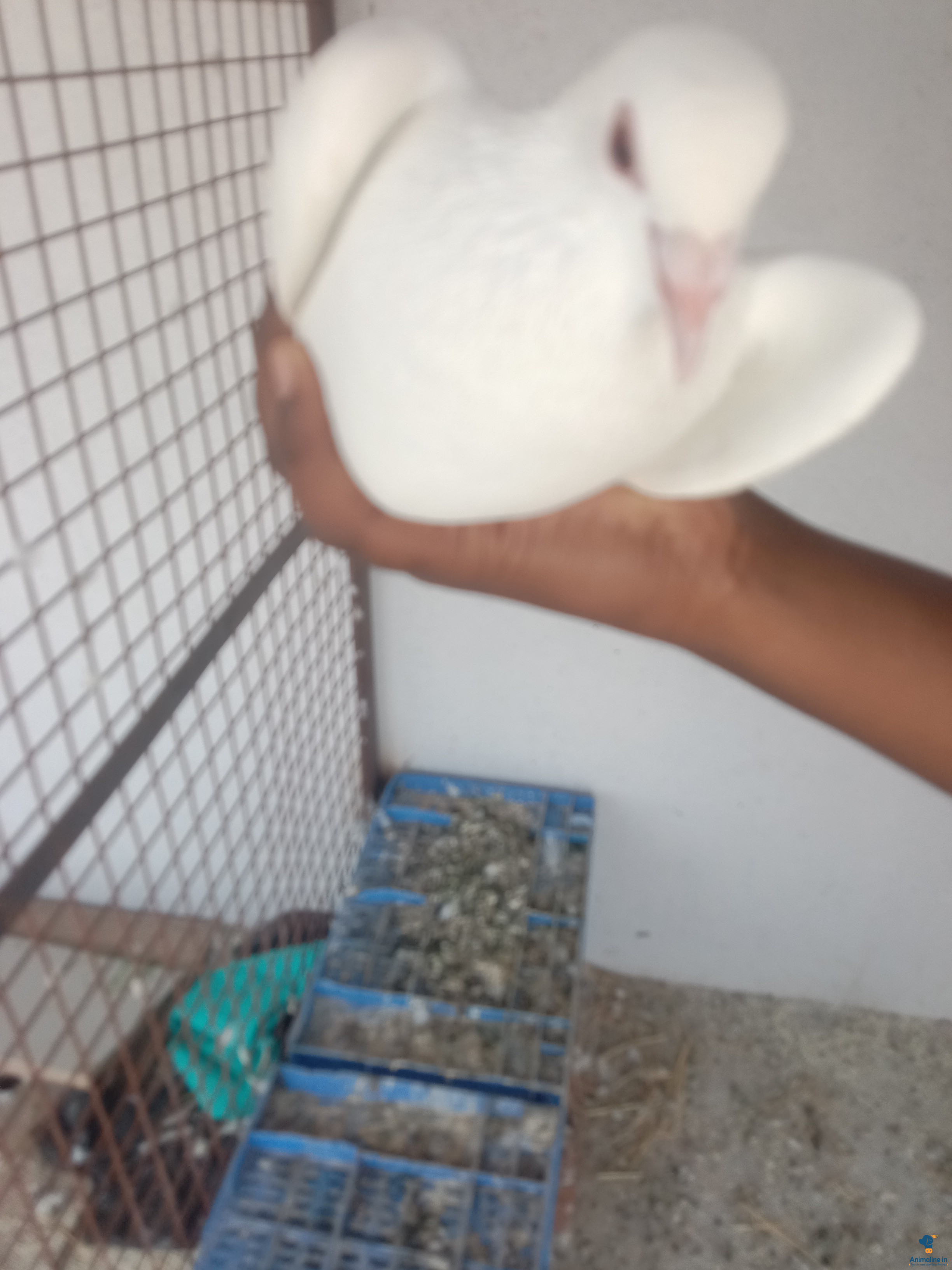 1 year old pegions