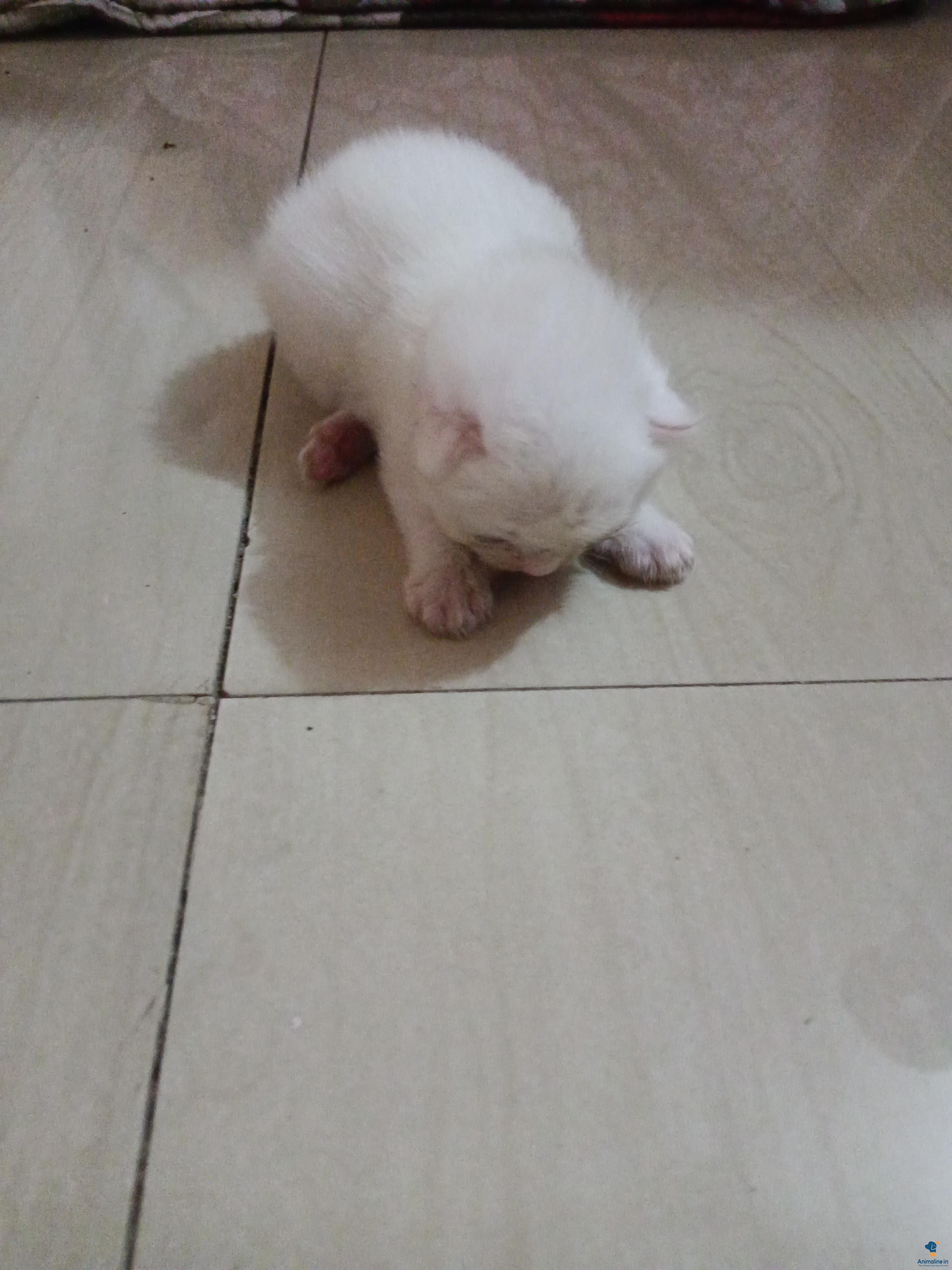 Female cat