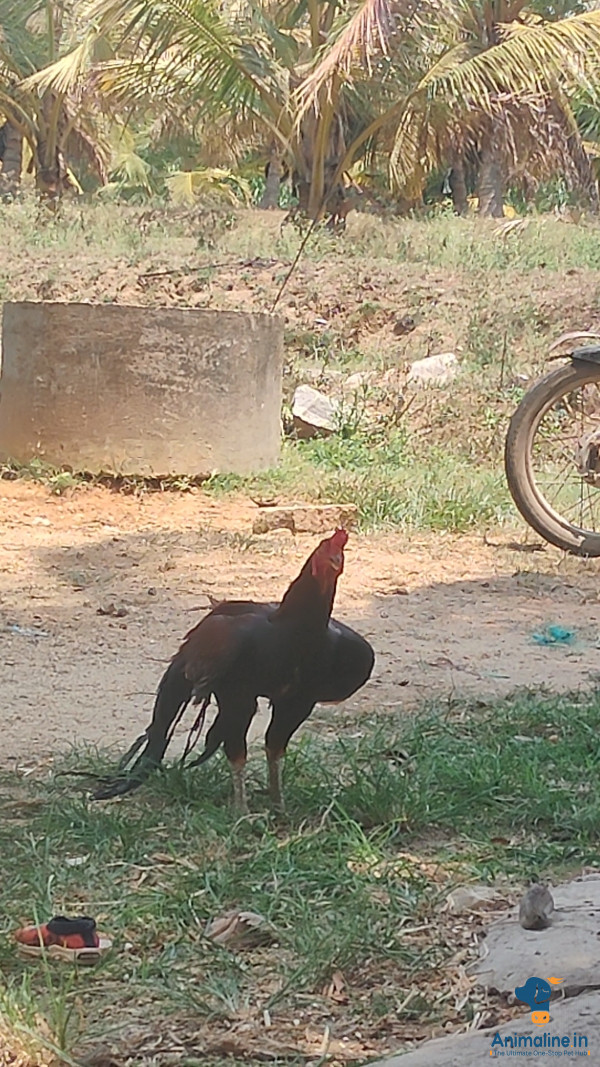 Fight hen 
