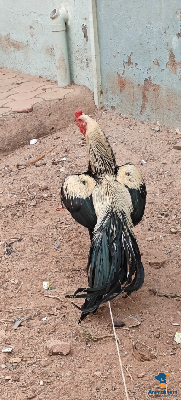 Rooster for sale