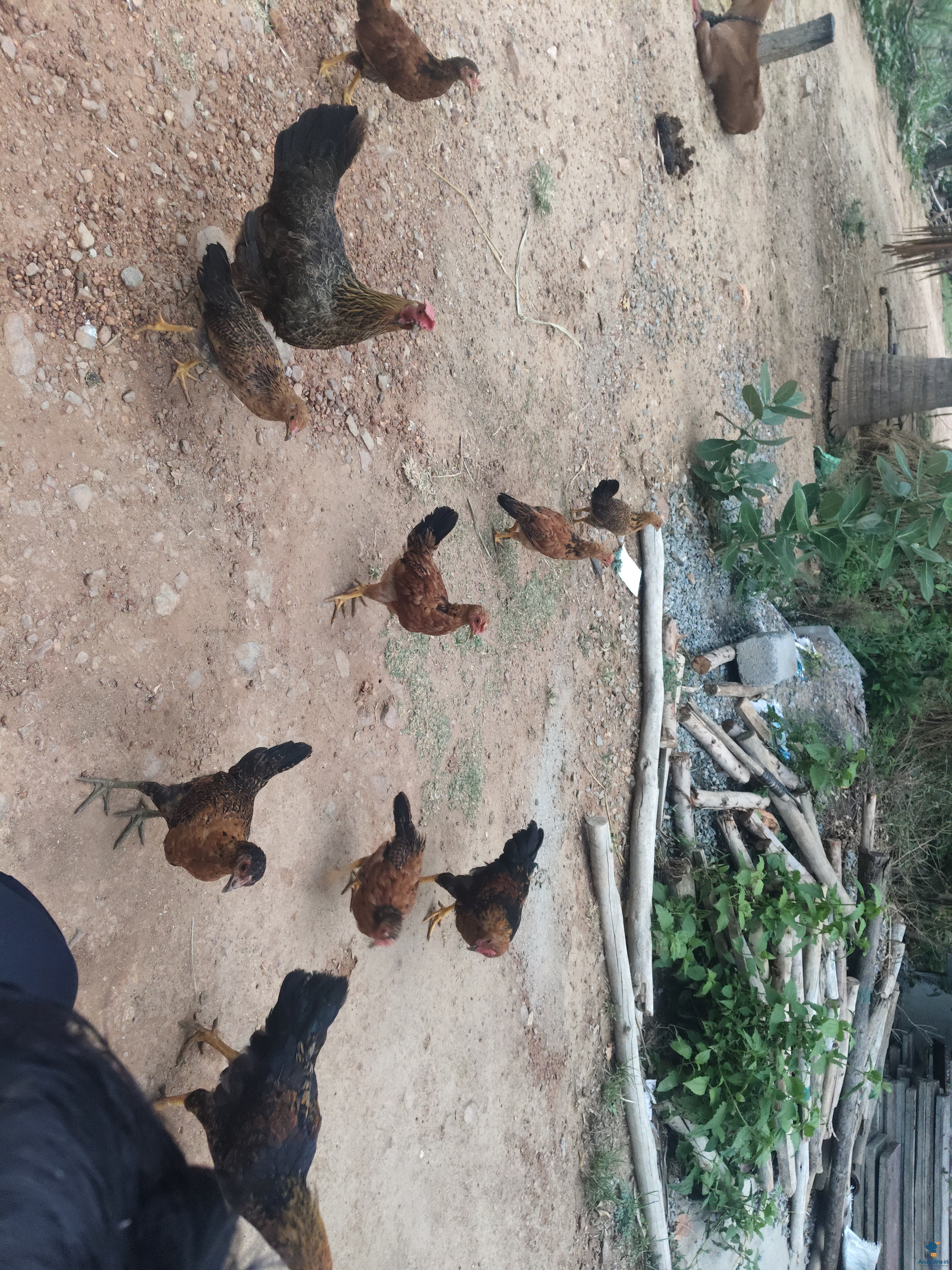 ಸಣ್ಣ ಮತ್ತು ಮಧ್ಯಮ ಮತ್ತು ದಪ್ಪ ಕೋಳಿಗಳು ಇವೆ.