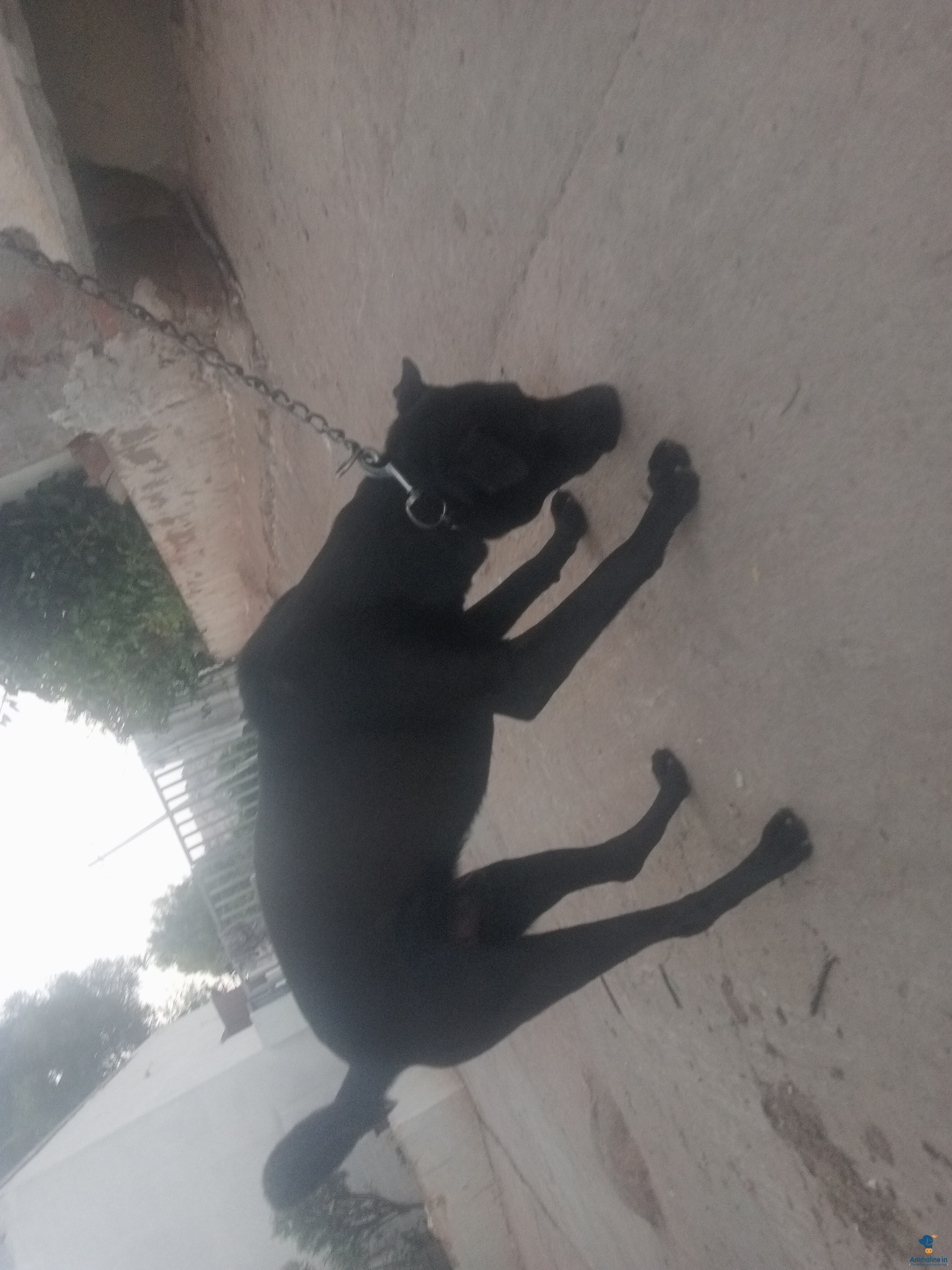 2 years old dog 