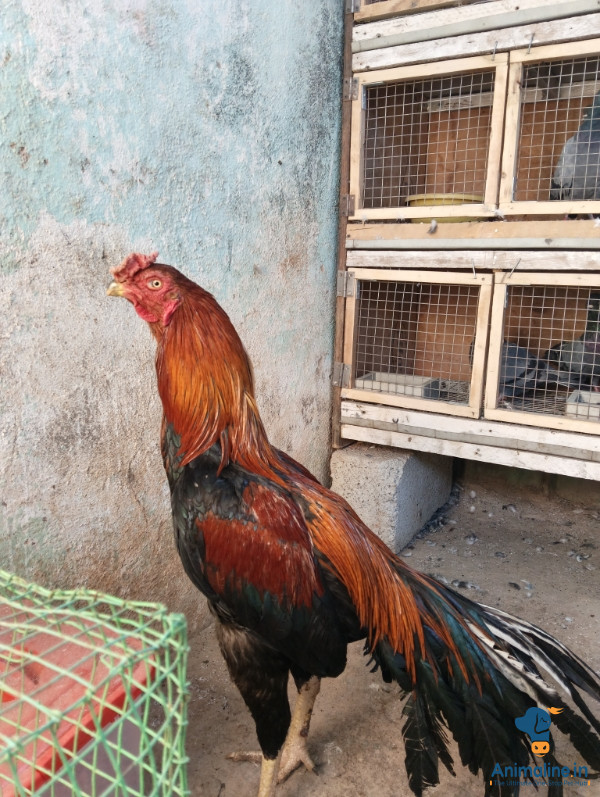 ಮಾರಾಟಕ್ಕಿದೆ ಆರೋಗ್ಯಕರ ಪುರುಷ Aseel